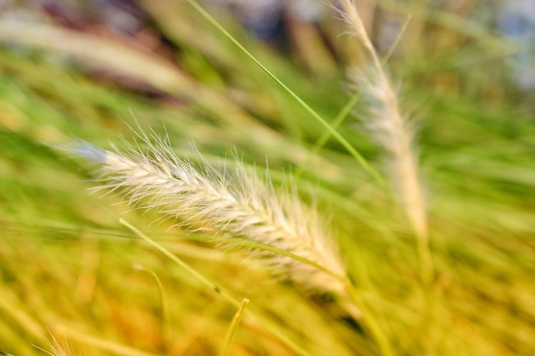 Alert! If You Have a Dog or Cat, Watch Out for Foxtail Plants